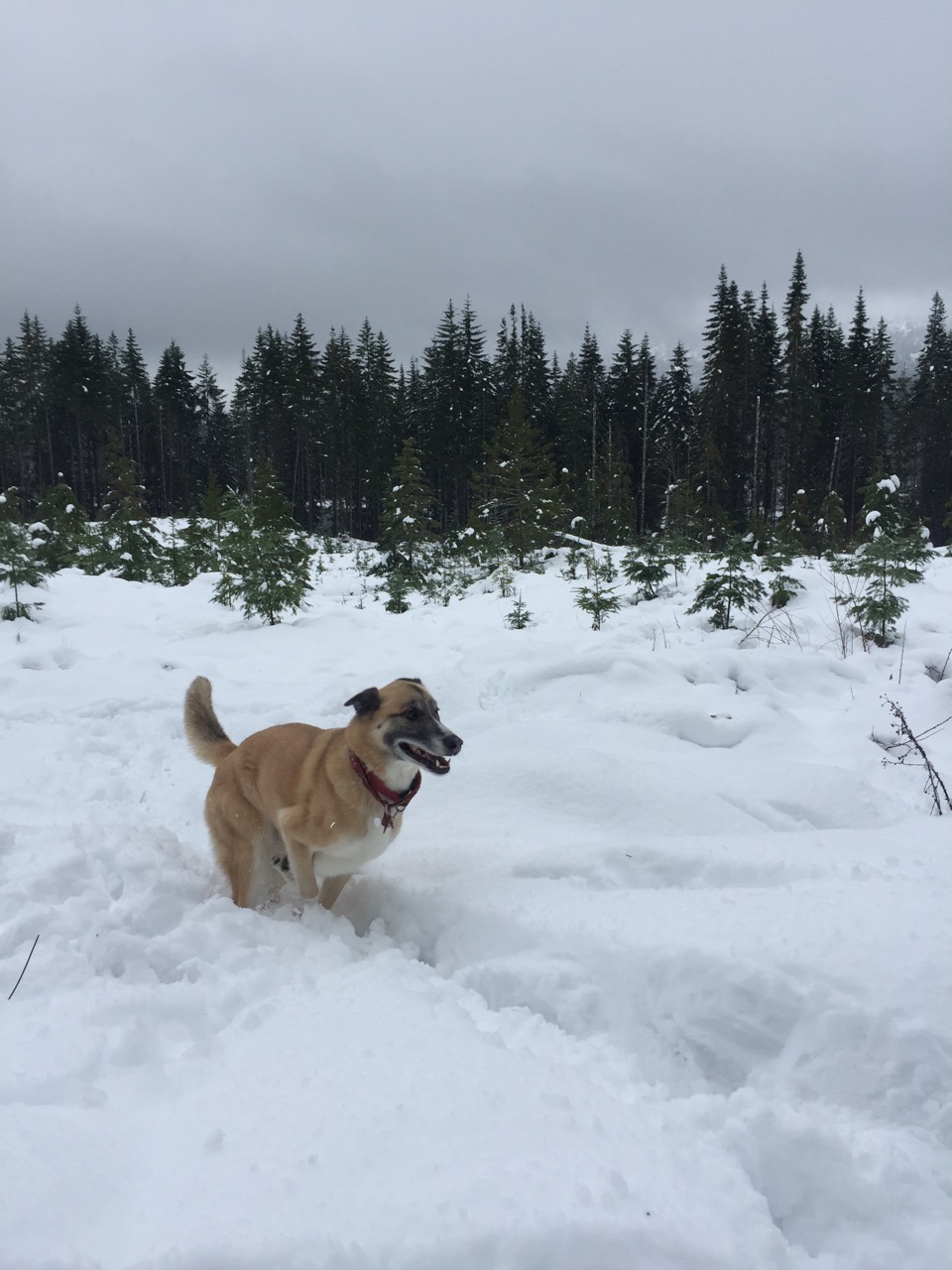 1 dog snow