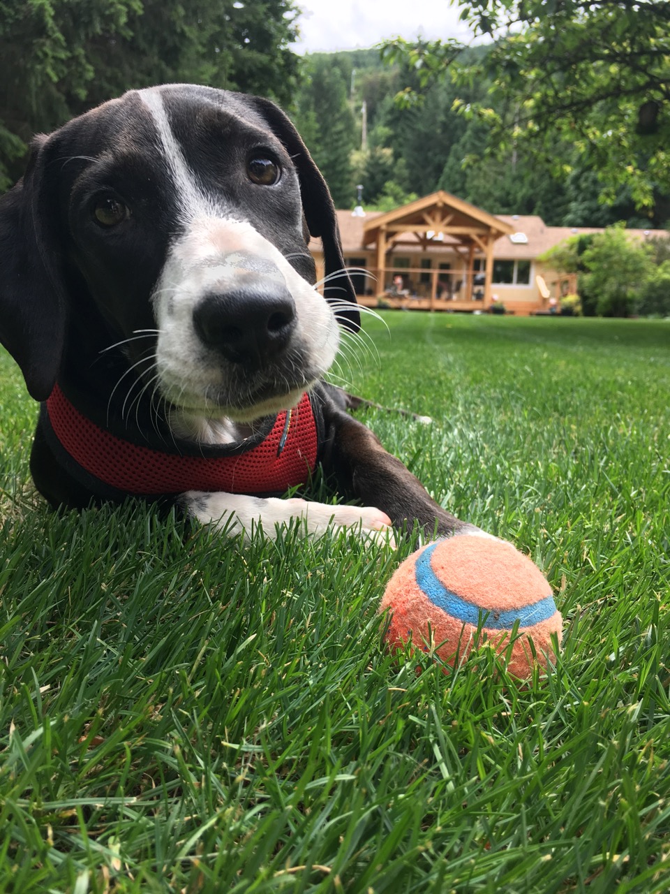 dog playing with ball