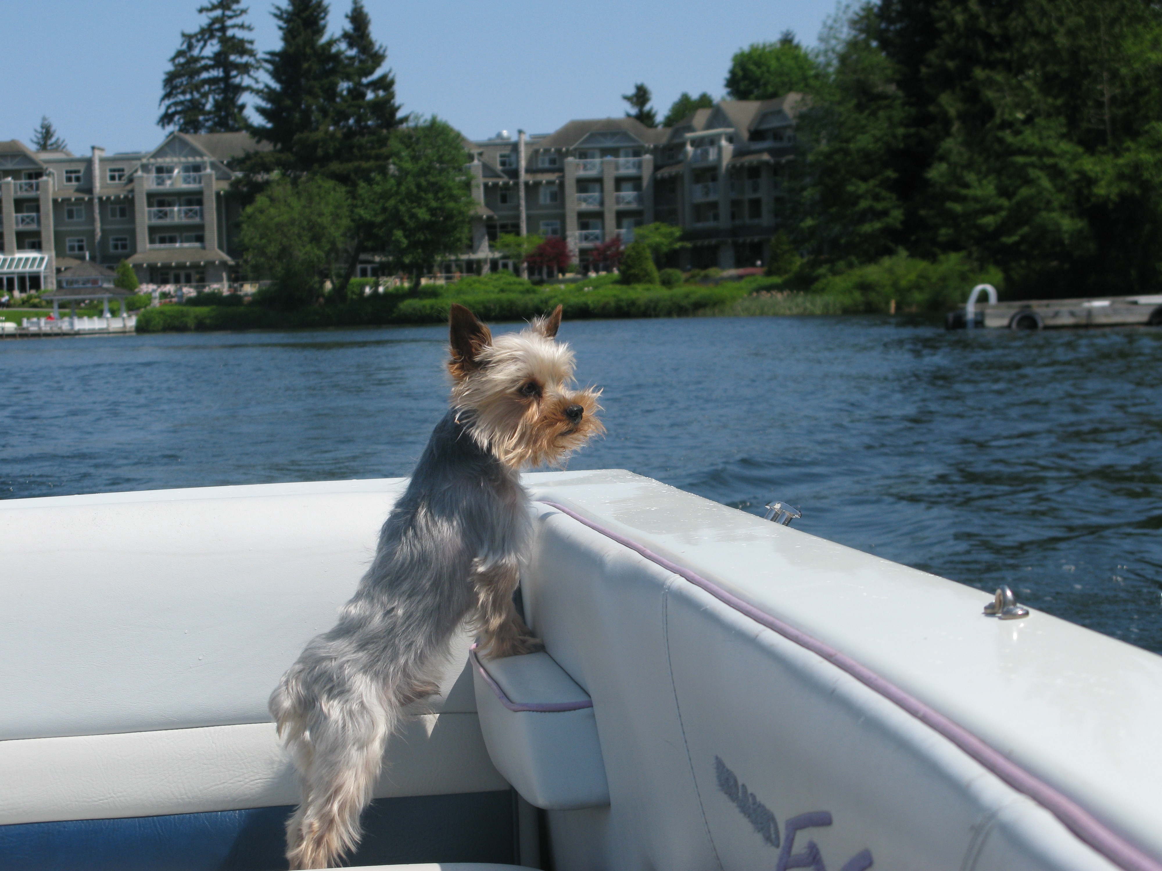 dog looking out boat