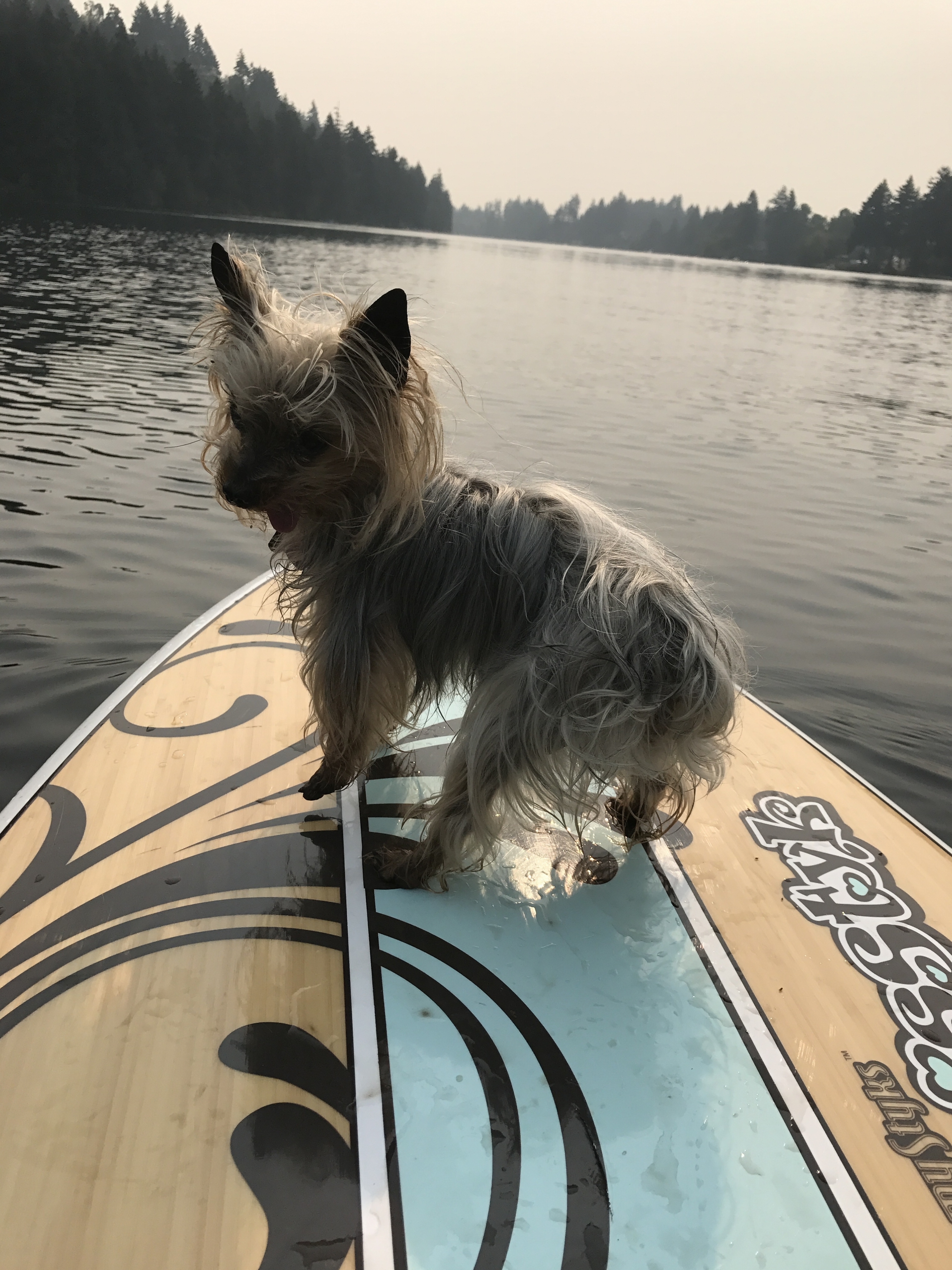 paddleboard dog