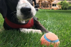 dog playing with ball