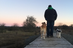 2 dogs sunset