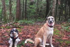 two dogs off leash on hike