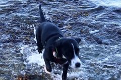 Ocean walk for this pup