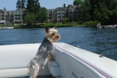 dog looking out boat