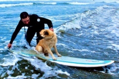dog surfing