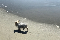 Beach yorkie on Vancouver Island