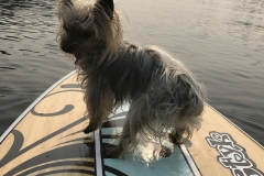 paddleboard dog