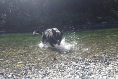 Water splashing dog