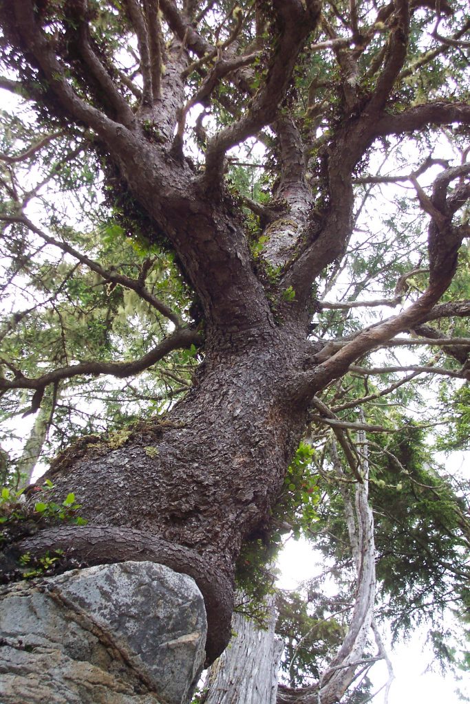 Check out the massive trees while visiting Vancouver Island, Canada