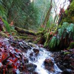 lush rainforest with creek running through British Columbia Canada