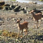 2 deer on rocky beach Vancouver Island