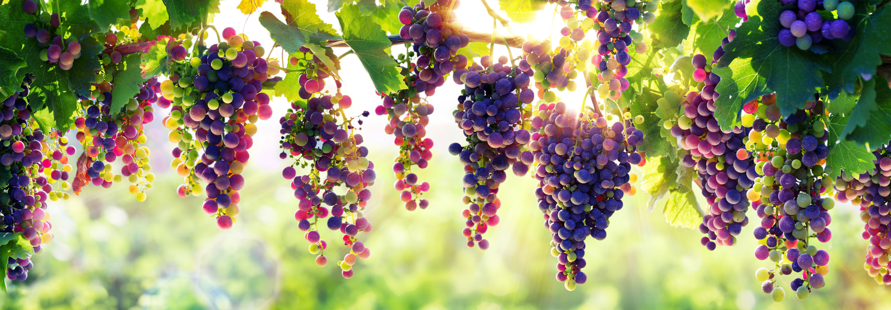 Purple grapes hanging from vines with sun peeking through