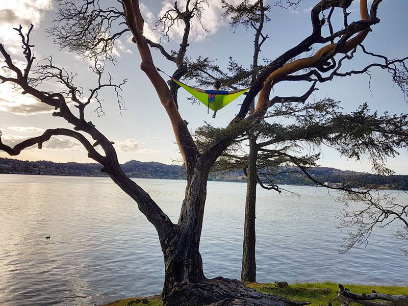 Bright green hammock hanging high on a large tree overlooking the ocean