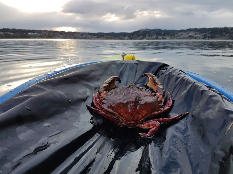 Crab on a boat with ocean and beach at a distance