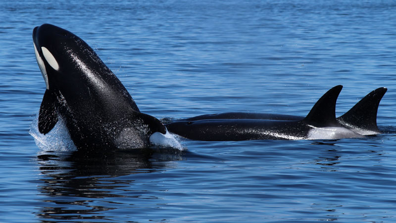Orcas in the ocean west coast Canada