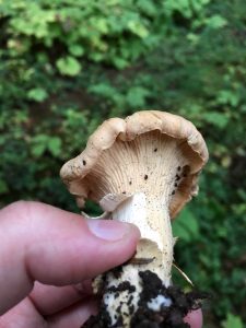 mushroom up close