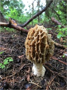 mushroom on Vancouver Island