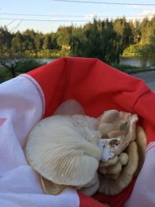 mushrooms by the lake