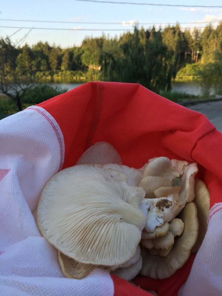 Vancouver Island Mushroom Foraging Top 5 Lakeview Rental Homes