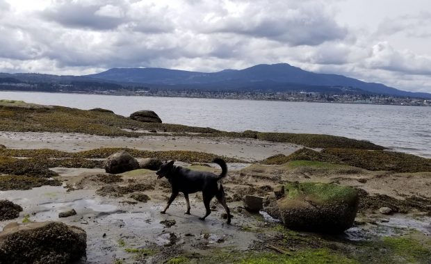 dog friendly park in Nanaimo