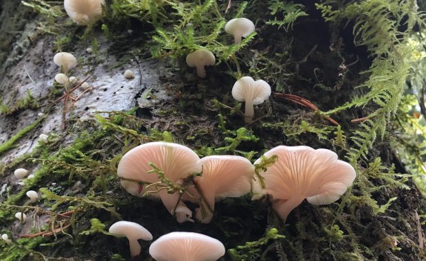 Mushrooms Vancouver Island