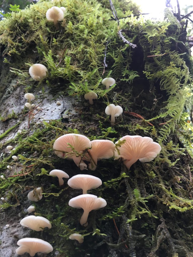 Vancouver Island Mushroom Foraging Top 5 Lakeview Rental Homes