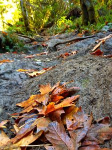 Exploreing the local parks during the fall in Nanaimo 